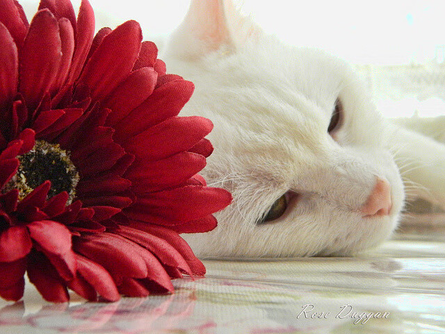 德甲联赛天价引援不断，豪门布局未来，德甲intro