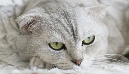 开云esport-莫德里奇宣布将为皇马再战一个赛季