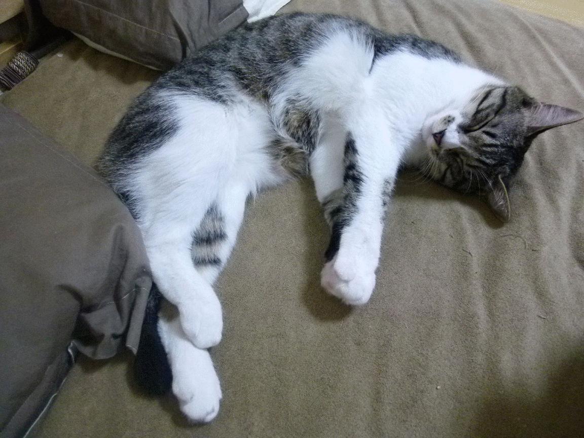 开云真人娱乐官网-“青训明星教练实战经验丰富，指导少年成长”，青训教练收入