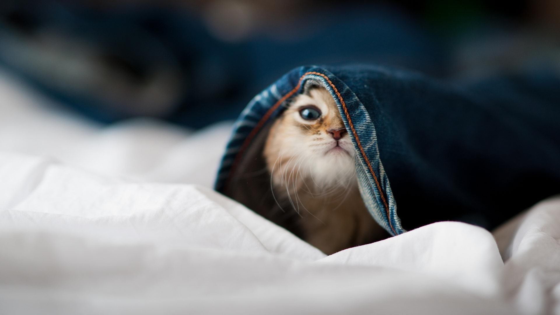 开云综合服务-从比分看胜负：本周比赛最令人振奋的战绩，比分数据